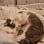 cat, feline, pet, animal, bed, blanket, fur, cute, cozy, indoor, sleeping, resting, tabby, white, paw, tail, soft, warm, domestic, relaxed