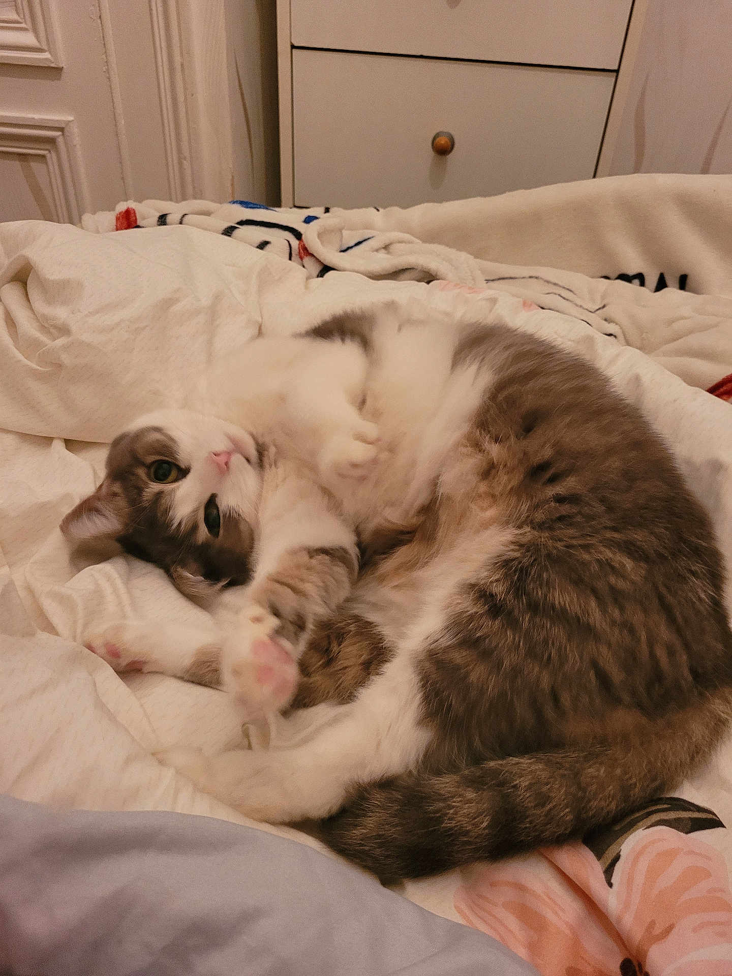 Bulle