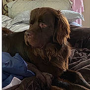 Brownie Bear joined the competition — help win amazing prizes! animal, bed, bedroom, blankets, brown_dog, cozy, dog, floppy_ears, headboard, home, indoor, long_hair, lying_down, pet, pillows, portrait, relaxed, shaggy_fur, side_eye, sunlight