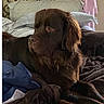 animal, bed, bedroom, blankets, brown_dog, cozy, dog, floppy_ears, headboard, home, indoor, long_hair, lying_down, pet, pillows, portrait, relaxed, shaggy_fur, side_eye, sunlight