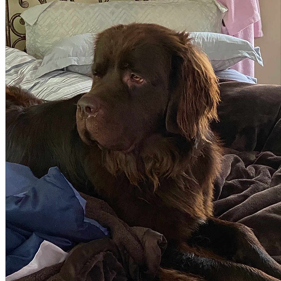 Brownie Bear