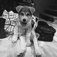 Charly a rejoint le concours — aidez-le/la à gagner de superbes lots ! puppy, dog, indoor, floor, wooden_floor, bag, boots, sitting, cute, pet, collar, black_and_white, cozy, animal, fur, young_dog, paw, domestic_animal, canine, resting