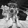 puppy, dog, indoor, floor, wooden_floor, bag, boots, sitting, cute, pet, collar, black_and_white, cozy, animal, fur, young_dog, paw, domestic_animal, canine, resting