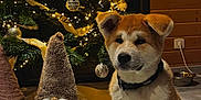 Charly participe au concours pour gagner de l'argent avec cette photo : puppy, dog, christmas_tree, holiday_decor, gnome, plush_toy, indoor, flooring, wooden_wall, lights, ornaments, ribbon, collar, pet_bowl, festive, cute, decorations, warm_lighting, cozy, sitting