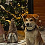 puppy, dog, christmas_tree, holiday_decor, gnome, plush_toy, indoor, flooring, wooden_wall, lights, ornaments, ribbon, collar, pet_bowl, festive, cute, decorations, warm_lighting, cozy, sitting