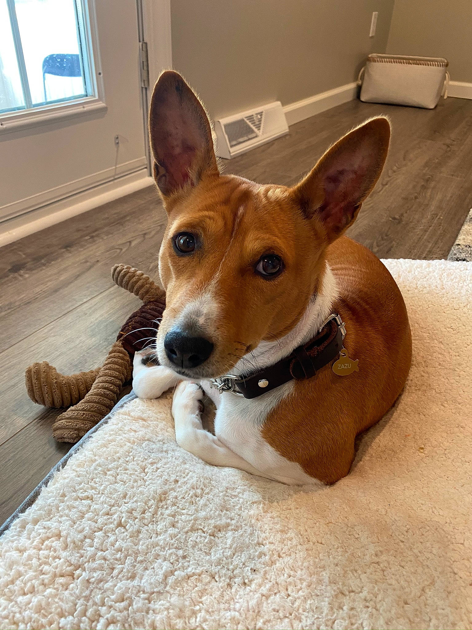 Zazu is registered to the contest to win money with this photo: basenji, canidae, carnivore, comfort, companion_dog, dog, dog_breed, dog_supply, fawn, flooring, hardwood, hound, non_sporting_group, paw, snout, sporting_group, whiskers, window, wood, working_animal
