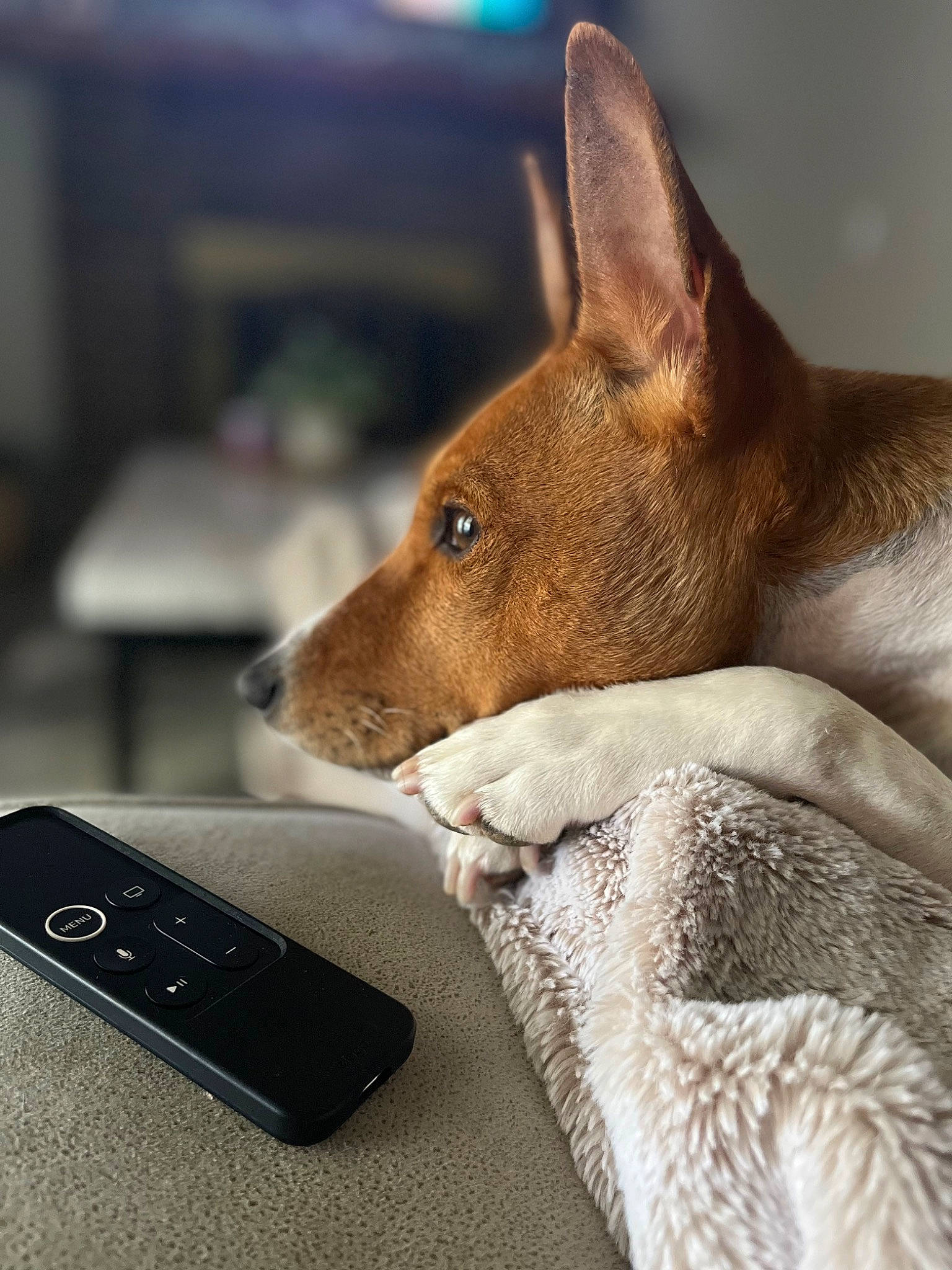 Zazu joined the competition — help win amazing prizes! ancient_dog_breeds, audio_equipment, carnivore, comfort, communication_device, companion_dog, dog, dog_breed, dog_sports, fawn, fur, gadget, measuring_instrument, non_sporting_group, portable_communications_device, sporting_group, terrestrial_animal, whiskers, wood, working_animal