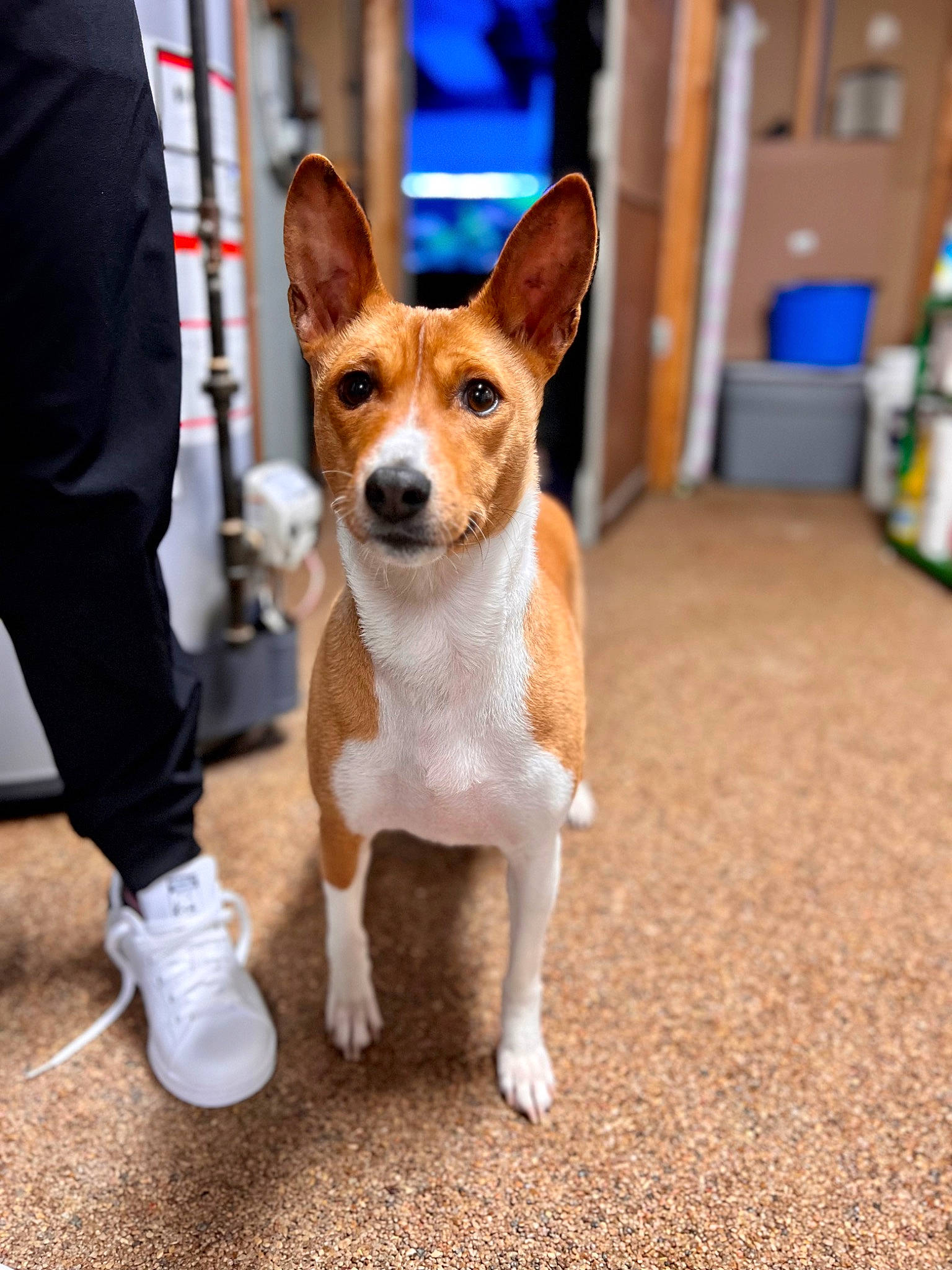 Zazu joined the competition — help win amazing prizes! ancient_dog_breeds, canidae, carnivore, companion_dog, dog, dog_breed, door, fawn, flooring, hound, snout, sporting_group, tail, terrestrial_animal, terrier, toy_dog, wood, working_animal