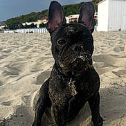 Iris a rejoint le concours — aidez-le/la à gagner de superbes lots ! dog, french_bulldog, beach, sand, outdoor, pet, animal, leash, portrait, ears, snout, collar, canine, sandy, daytime, sky, cloudy, buildings, nature, cute
