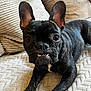 dog, french_bulldog, pet, black_dog, lying_down, blanket, pillow, indoor, cute, close_up, canine, animal, paw, face, ears, whiskers, snout, fur, home, resting