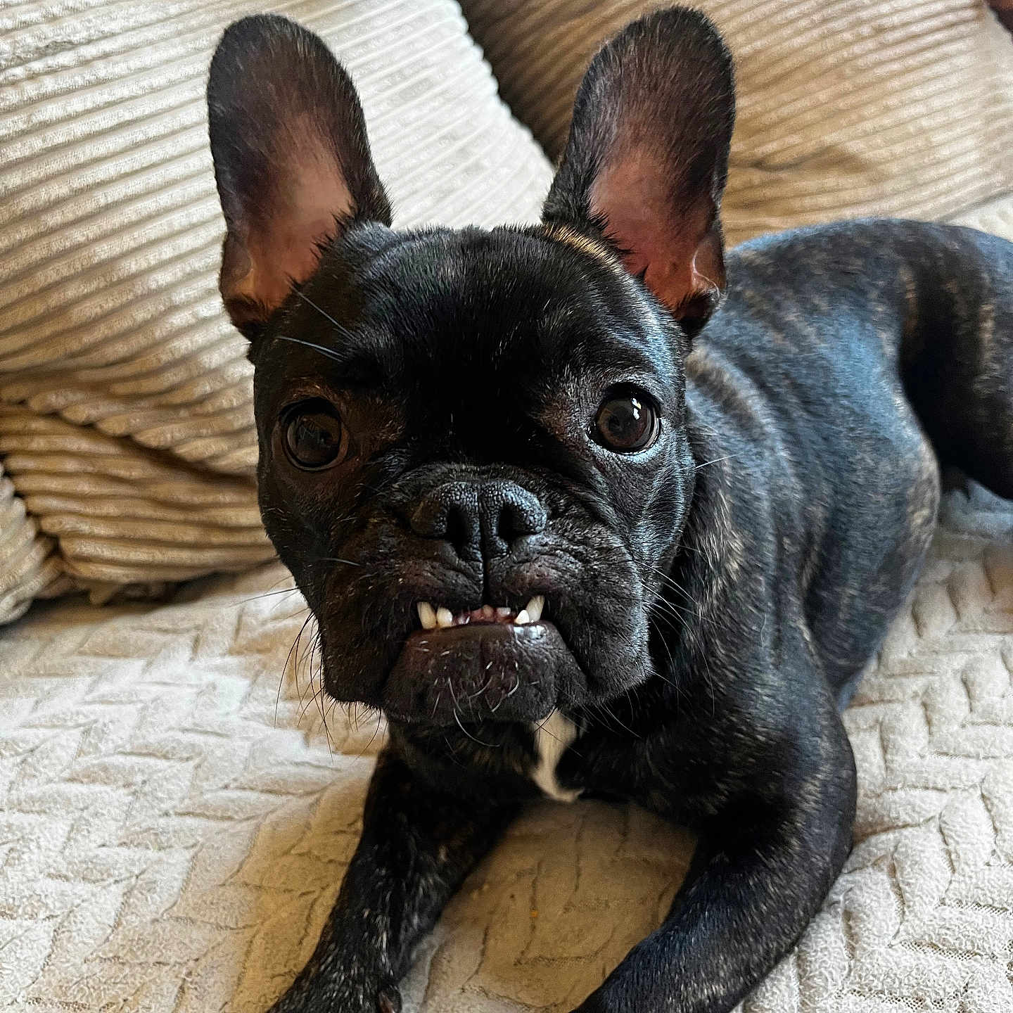 Iris a rejoint le concours — aidez-le/la à gagner de superbes lots ! animal, black_dog, blanket, canine, close_up, cute, dog, ears, face, french_bulldog, fur, home, indoor, lying_down, paw, pet, pillow, resting, snout, whiskers