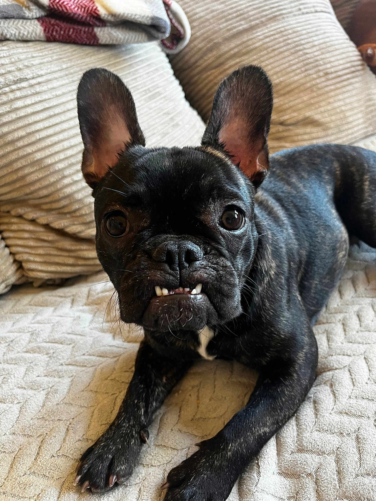 Iris a rejoint le concours — aidez-le/la à gagner de superbes lots ! dog, french_bulldog, pet, black_dog, lying_down, blanket, pillow, indoor, cute, close_up, canine, animal, paw, face, ears, whiskers, snout, fur, home, resting