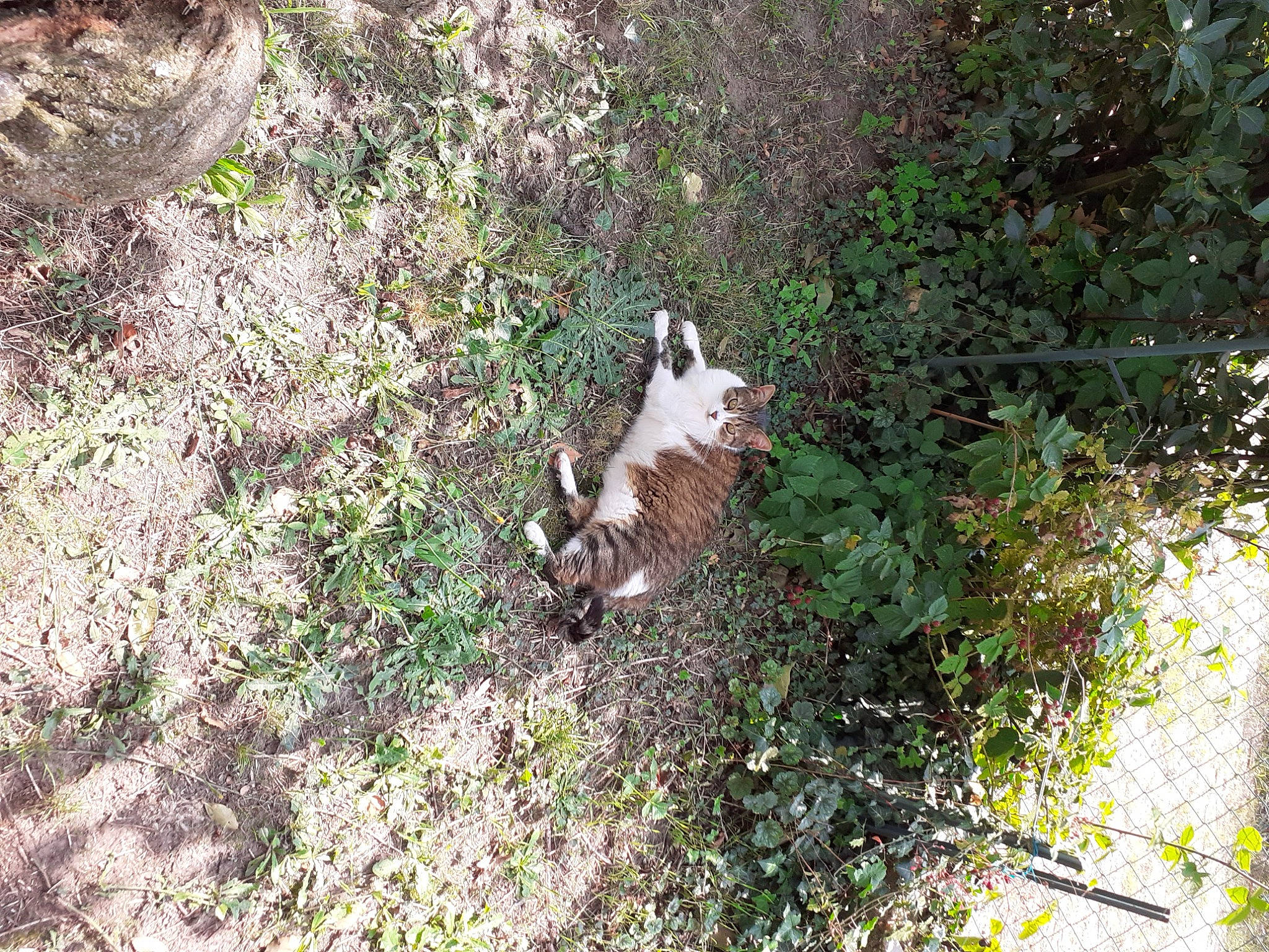 Minouche a rejoint le concours — aidez-le/la à gagner de superbes lots ! carnivore, dog, dog_breed, forest, grass, groundcover, jungle, natural_landscape, nature_reserve, plant, plant_community, shrub, shrubland, soil, subshrub, tail, temperate_broadleaf_and_mixed_forest, terrestrial_animal, tree, trunk