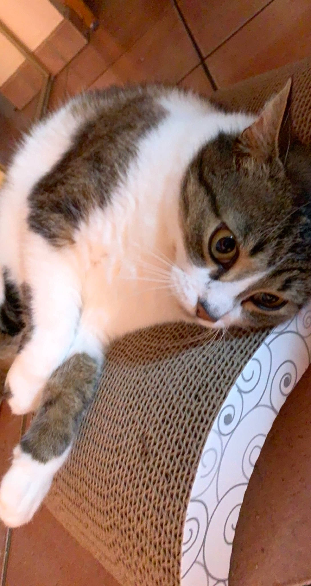 Minouche participe au concours pour gagner de l'argent avec cette photo : carnivore, cat, comfort, domestic_short_haired_cat, felidae, flooring, foot, fur, human_leg, lap, leg, mammal, paw, small_to_medium_sized_cats, snout, tail, thigh, vertebrate, whiskers, wood