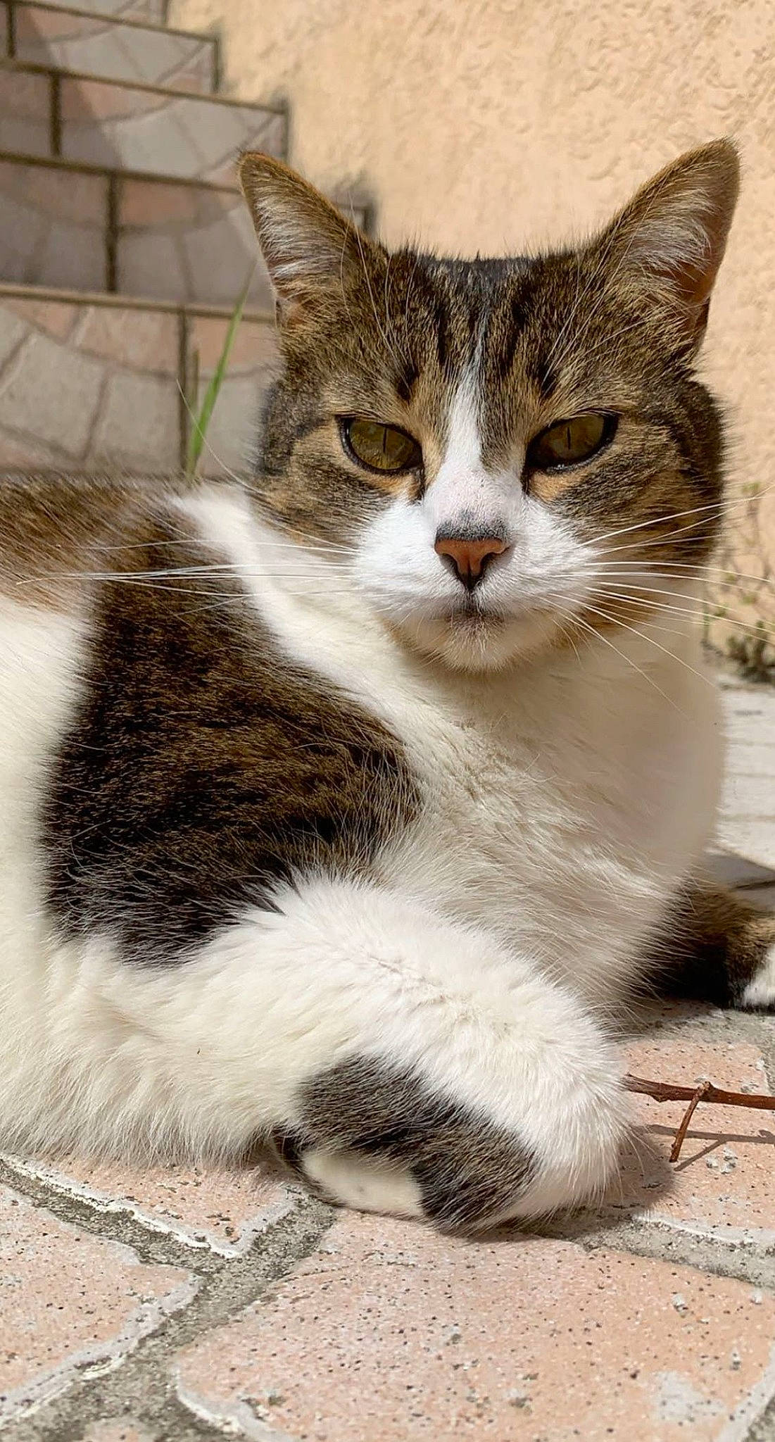 Minouche a rejoint le concours — aidez-le/la à gagner de superbes lots ! art, carnivore, cat, claw, domestic_short_haired_cat, felidae, fur, paw, small_to_medium_sized_cats, snout, tail, terrestrial_animal, whiskers