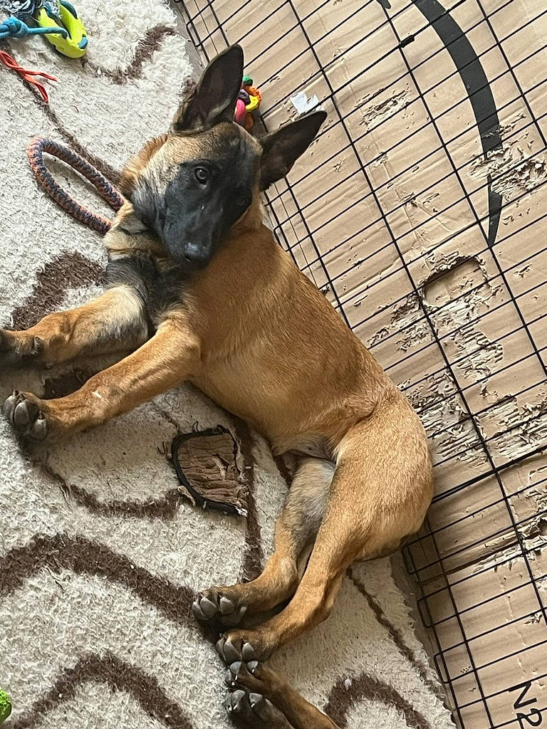 Laïka a rejoint le concours — aidez-le/la à gagner de superbes lots ! canidae, claw, dog_breed, fawn, hat, pack_animal, snout, tail, terrestrial_animal, working_animal