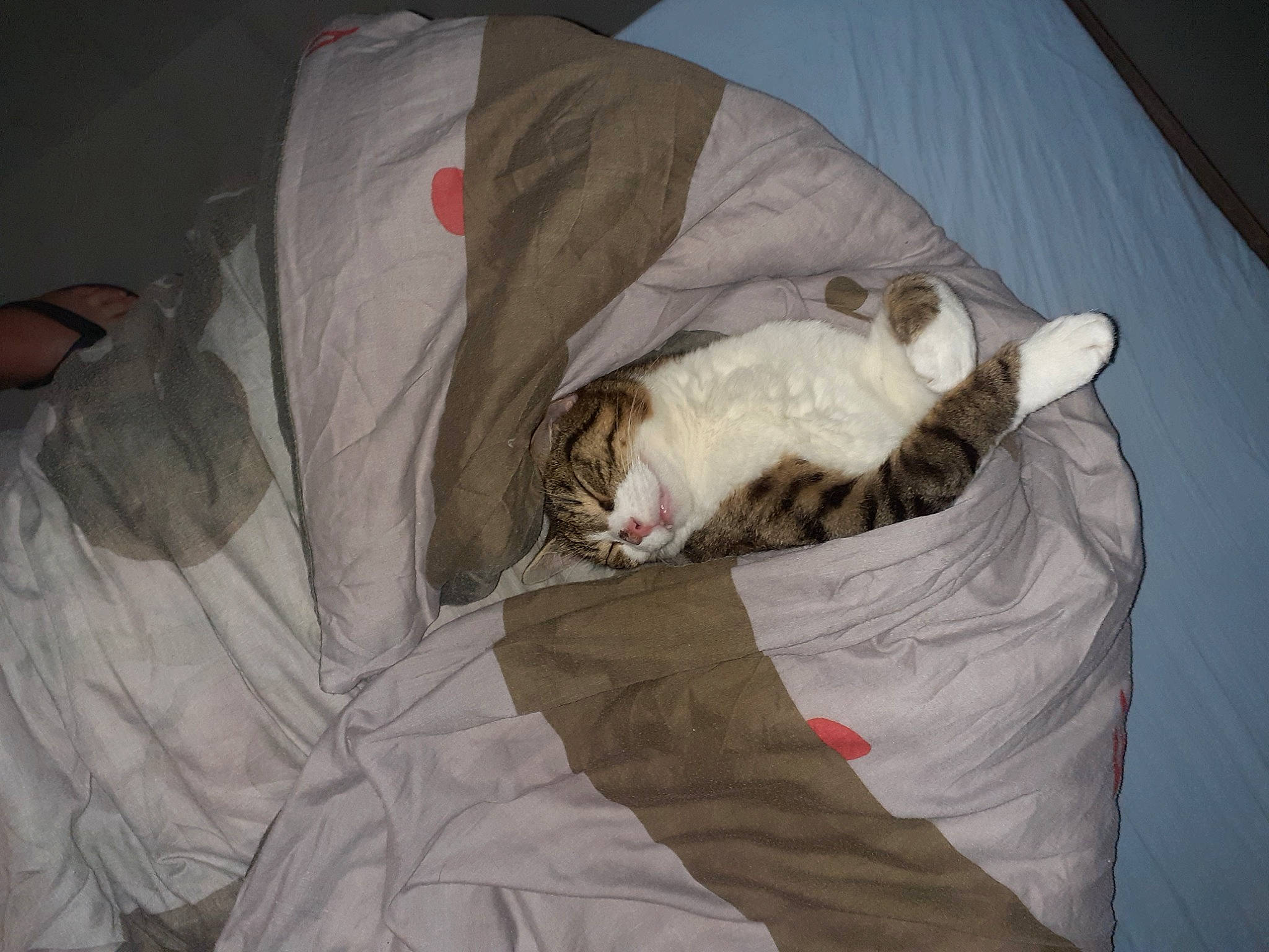 Rajah