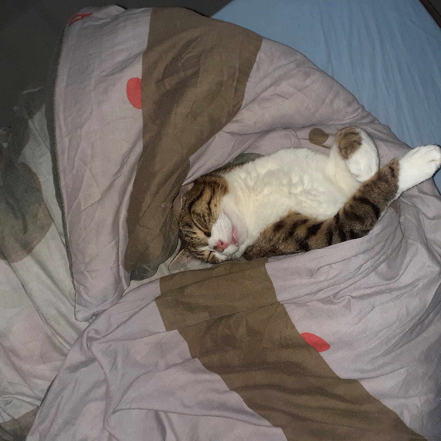 Rajah