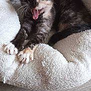 Nala participe au concours pour gagner de l'argent avec cette photo : cat, calico_cat, kitten, yawning, sleepy, pet, animal, whiskers, paws, claws, fur, black_and_white, orange_patches, bed, blanket, cozy, indoors, portrait, close_up, relaxed