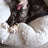 cat, calico_cat, kitten, yawning, sleepy, pet, animal, whiskers, paws, claws, fur, black_and_white, orange_patches, bed, blanket, cozy, indoors, portrait, close_up, relaxed