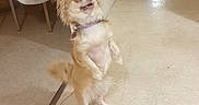 Théia a rejoint le concours — aidez-le/la à gagner de superbes lots ! accessories, animal, canine, chair, clothing, cockerspaniel, dog, eskimodog, footwear, furniture, hardwood, highheel, leash, person, pet, plywood, puppy, shoe, strap, wood
