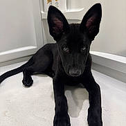 Kai is registered to the contest to win money with this photo: animal, bathroom, black_dog, bottle, canine, clean, close_up, curious, dog, ears, floor, indoor, looking_up, lying_down, pantene, pet, puppy, shower, wet_floor, young_dog