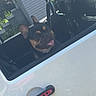 animal, automobile, car, closeup, dashboard, dog, driver_seat, ears, french_bulldog, outdoor, pet, playful, portrait, red_accents, steering_wheel, sunlight, tongue, vehicle, white_car, window