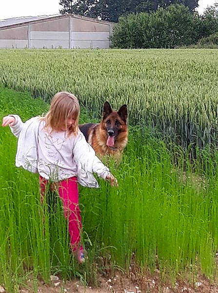 Fibie participe au concours pour gagner de l'argent avec cette photo : canidae, carnivore, dog, dog_breed, farm, flower, grass, grass_family, grassland, meadow, paddy_field, pasture, plant, play, prairie, sporting_group, tail