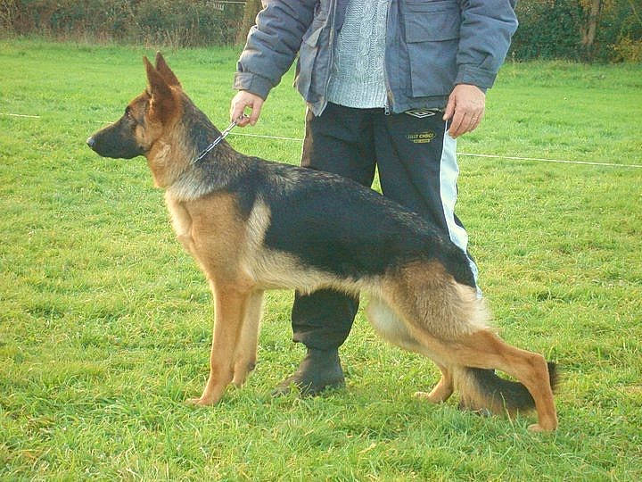 Fibie participe au concours pour gagner de l'argent avec cette photo : belgian_shepherd_malinois, canidae, carnivore, dog, dog_breed, east_european_shepherd, german_shepherd_dog, king_shepherd, kunming_wolfdog, male, mammal, obedience_training, old_german_shepherd_dog, police_dog, rare_breed_dog, shiloh_shepherd_dog, vertebrate, working_dog