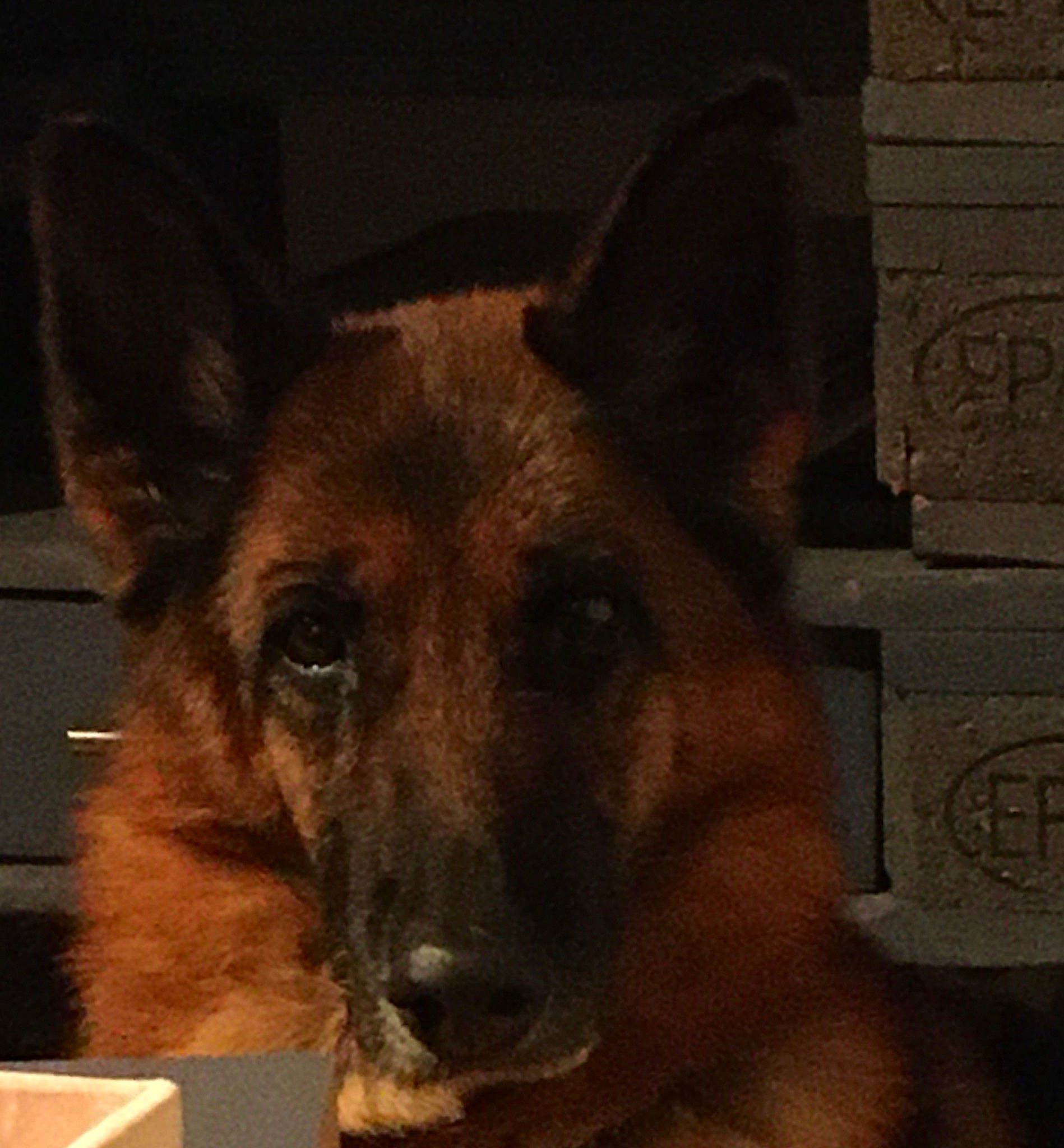 Fibie a rejoint le concours — aidez-le/la à gagner de superbes lots ! belgian_shepherd, belgian_shepherd_malinois, canidae, carnivore, dog, dog_breed, east_european_shepherd, fawn, german_shepherd_dog, king_shepherd, kunming_wolfdog, mammal, old_german_shepherd_dog, police_dog, shiloh_shepherd_dog, snout, tervuren, vertebrate, working_dog