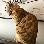 Olive is registered to the contest to win money with this photo: cat, tabby, indoor, feline, perched, wooden_surface, map, wall_art, green_eyes, curious, pet, animal, domestic_cat, side_view, brown_fur, striped, whiskers, ears, sitting, close-up