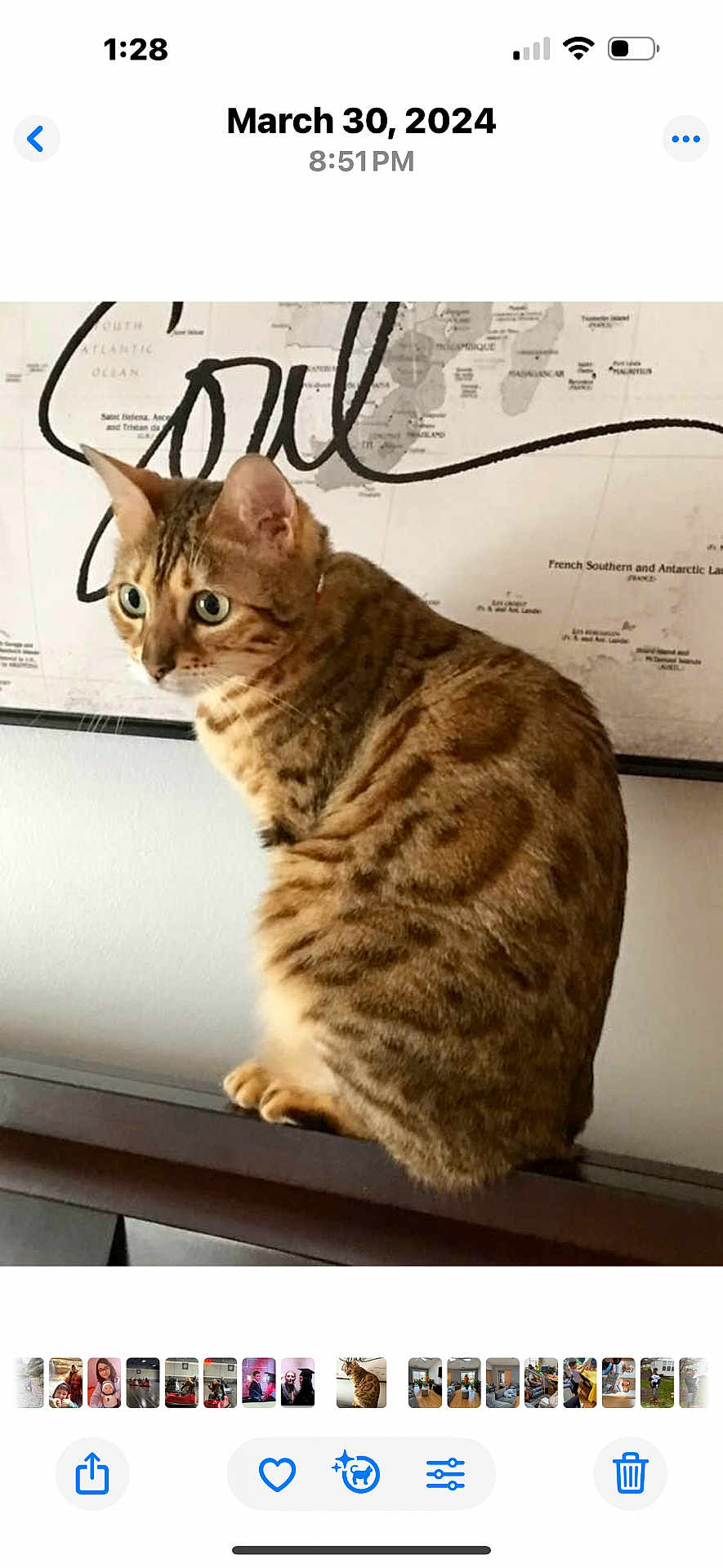 Olive is registered to the contest to win money with this photo: cat, tabby, indoor, feline, perched, wooden_surface, map, wall_art, green_eyes, curious, pet, animal, domestic_cat, side_view, brown_fur, striped, whiskers, ears, sitting, close-up