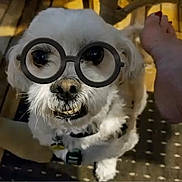 Riley is registered to the contest to win money with this photo: accessory, animal, close_up, companion, cute, dog, domestic_animal, foot, friendly, funny, fur, glasses, indoor, looking_up, patterned_floor, pet, playful, portrait, smiling, white_dog