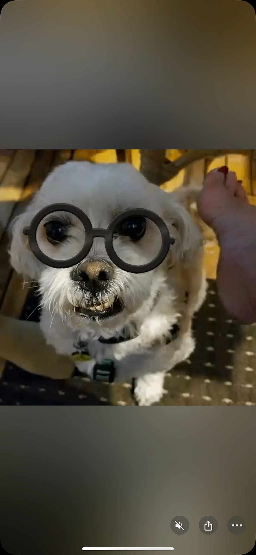 Riley is registered to the contest to win money with this photo: accessory, animal, close_up, companion, cute, dog, domestic_animal, foot, friendly, funny, fur, glasses, indoor, looking_up, patterned_floor, pet, playful, portrait, smiling, white_dog