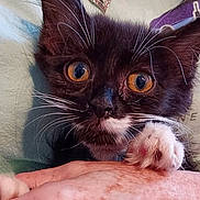 Gina is registered to the contest to win money with this photo: black_and_white, cat, close_up, curious, cute, feline, hand, heart_shaped, holding, indoor, jewelry, kitten, necklace, orange_eyes, paw, person, pet, shirt, whiskers, young