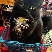 Annabella is registered to the contest to win money with this photo: cat, black_cat, green_eyes, pet, animal, sitting, basket, mesh_basket, bell, collar, whiskers, fur, indoor, home, furniture, wooden_shelf, books, portrait, wide_eyed, funny