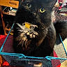 cat, black_cat, green_eyes, pet, animal, sitting, basket, mesh_basket, bell, collar, whiskers, fur, indoor, home, furniture, wooden_shelf, books, portrait, wide_eyed, funny