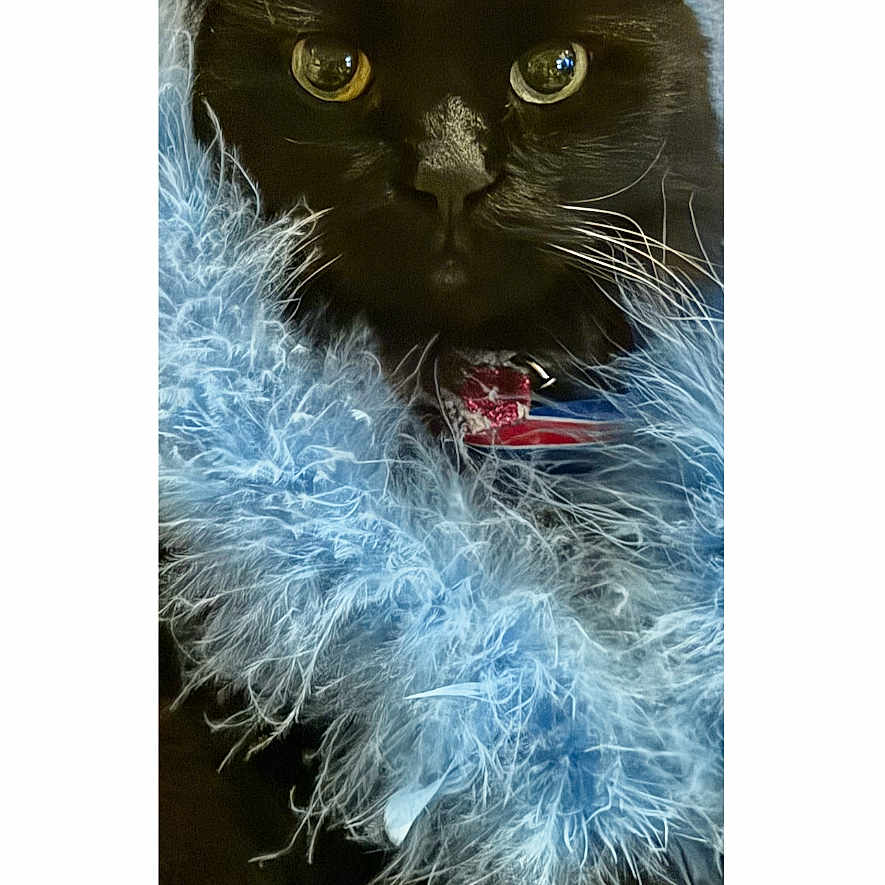 Gizzy