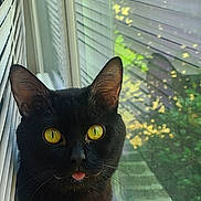 Teddy is registered to the contest to win money with this photo: black_cat, cat, feline, golden_eyes, tongue_out, sitting, windowsill, window, window_blinds, indoor, sunlight, reflection, greenery, leaves, portrait, close_up, pet, whiskers, pointed_ears, smartphone_screenshot