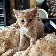 Alan is registered to the contest to win money with this photo: animal, blanket, cat, cozy, curious, cute, domestic, eyes, feline, fur, furry, indoor, kitten, mammal, pet, resting, small, soft, warm, young