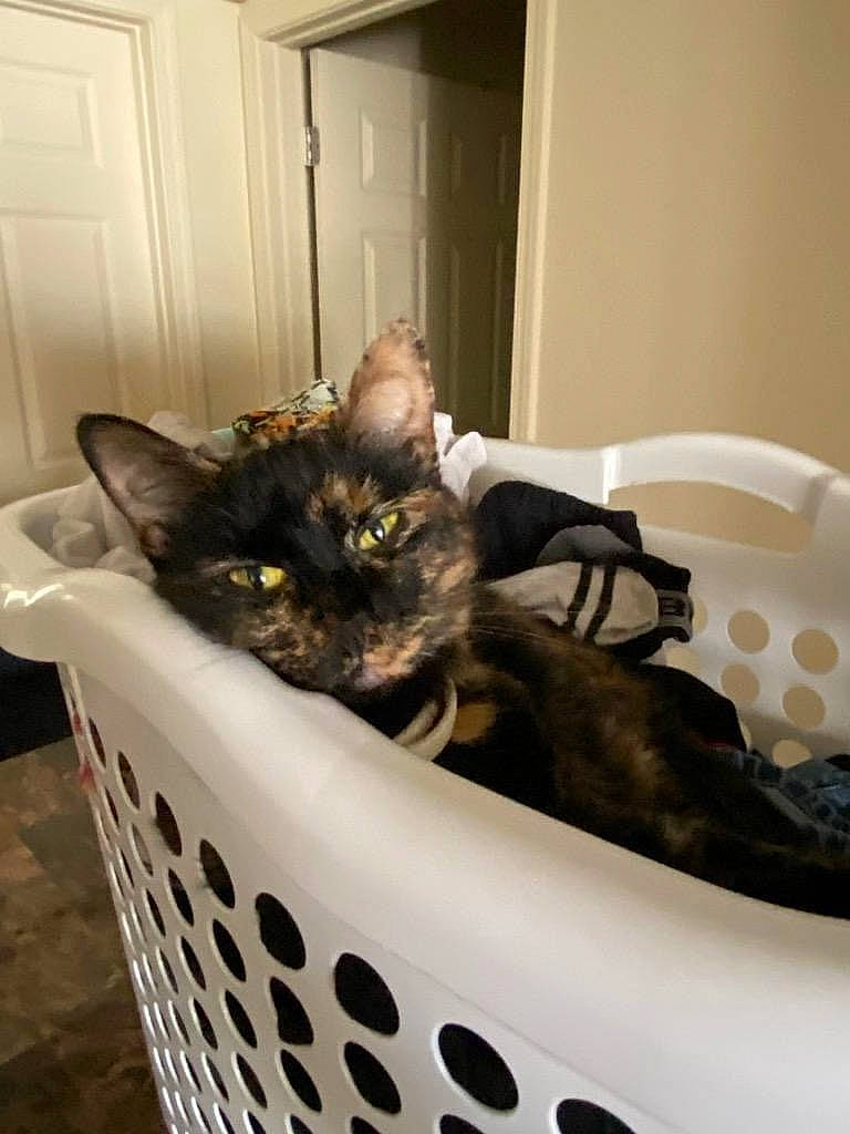 Mini joined the competition — help win amazing prizes! basket, black_cat, carnivore, cat, cat_bed, cat_supply, comfort, domestic_short_haired_cat, door, felidae, fur, household_supply, laundry_basket, pet_supply, product, room, small_to_medium_sized_cats, tail, whiskers, wicker