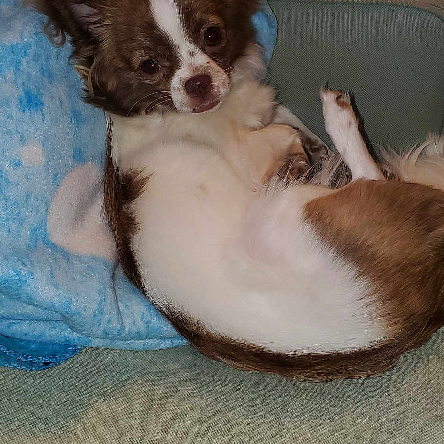 Diamon joined the competition — help win amazing prizes! animal, blanket, blue_blanket, brown_and_white, companion, couch, cozy, dog, domestic_animal, fluffy_ears, fur, indoor, looking_at_camera, lying_down, paw, pet, relaxed, resting, small_dog, snout