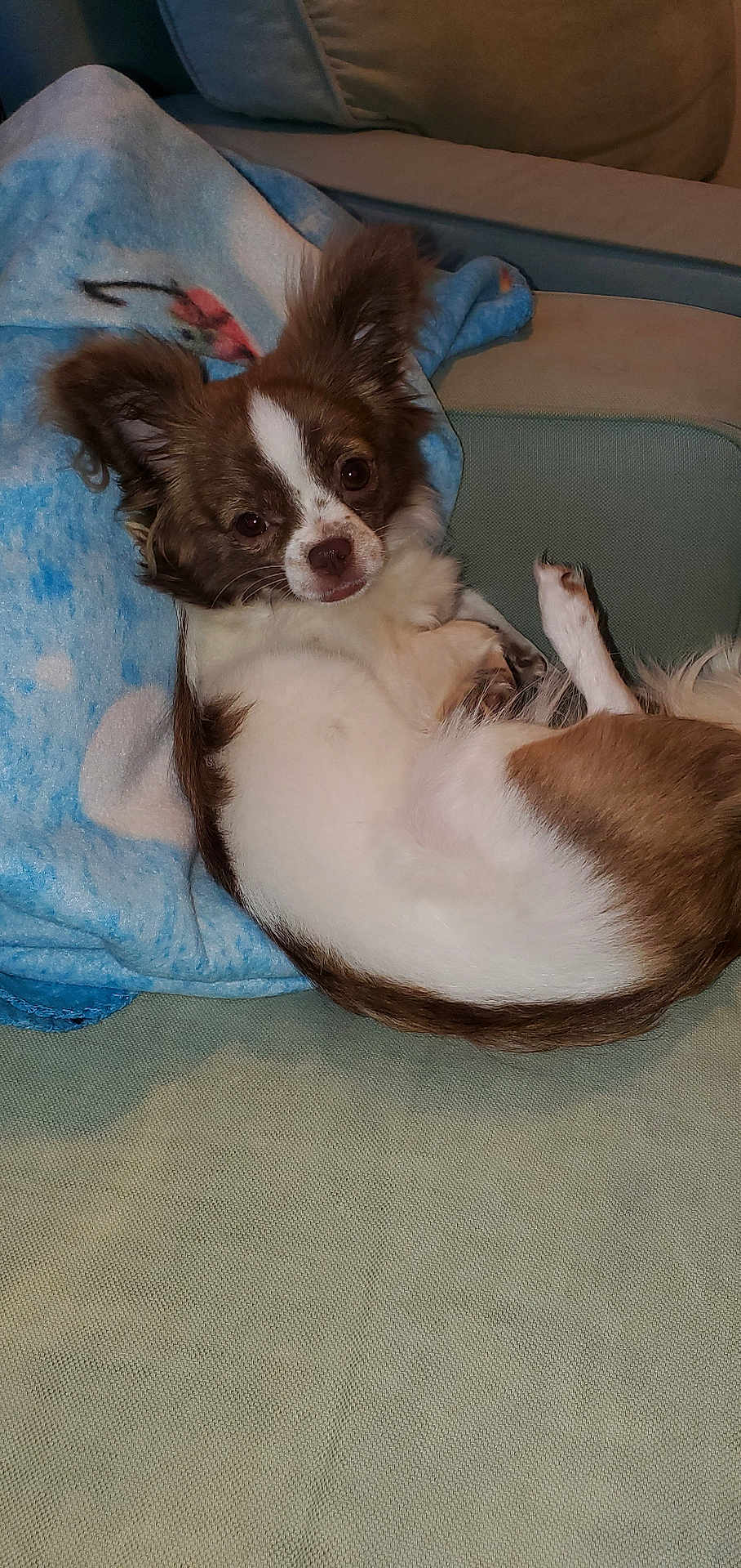 Diamon joined the competition — help win amazing prizes! dog, small_dog, brown_and_white, fluffy_ears, blanket, blue_blanket, couch, indoor, pet, animal, relaxed, lying_down, looking_at_camera, cozy, fur, snout, paw, domestic_animal, companion, resting