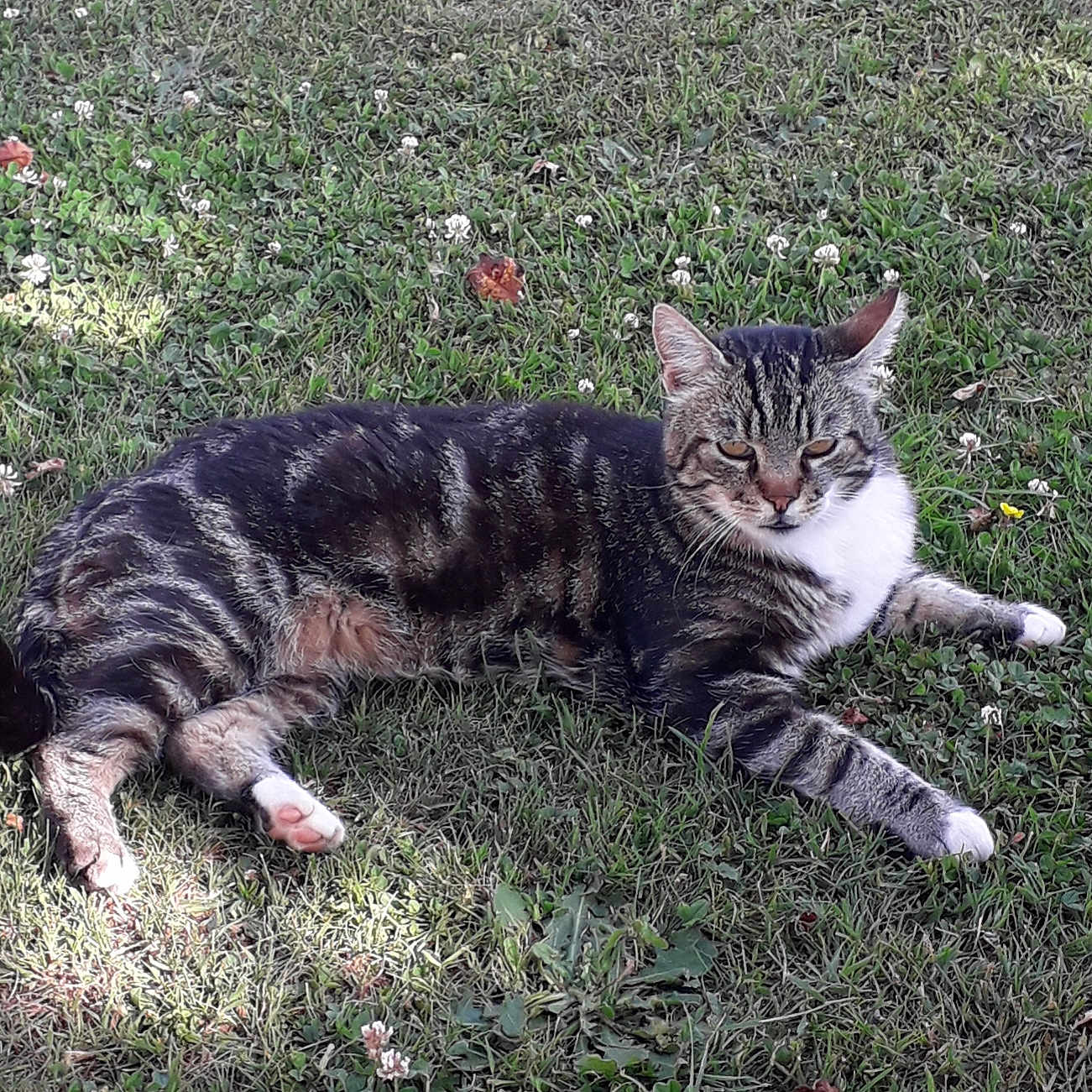 Mysti