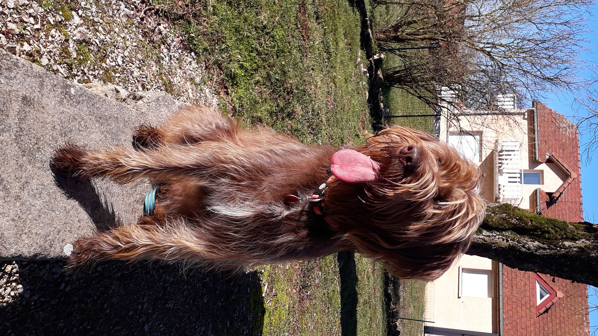 Puppy participe au concours pour gagner de l'argent avec cette photo : canidae, carnivore, companion_dog, dog, dog_breed, fawn, fun, fur, liver, plant, snout, sporting_group, tail, terrestrial_animal, terrier, tree, trunk, wildlife, window, working_animal