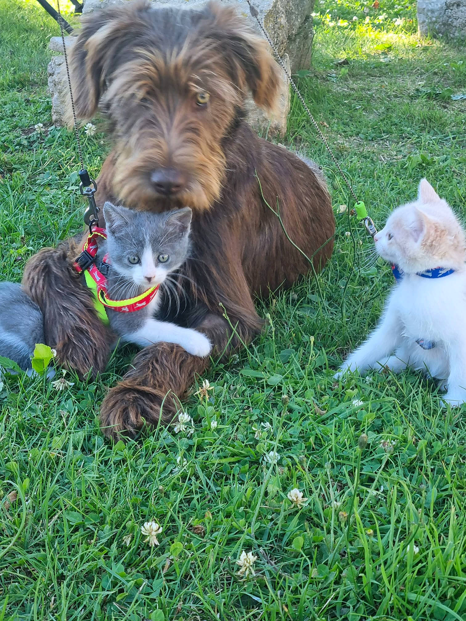 Puppy a rejoint le concours — aidez-le/la à gagner de superbes lots ! canidae, carnivore, companion_dog, dog, dog_breed, felidae, fur, garden_hose, grass, herb, liver, plant, pointing_breed, puppy, sporting_group, stichelhaar, tail, terrier, water_dog, working_terrier