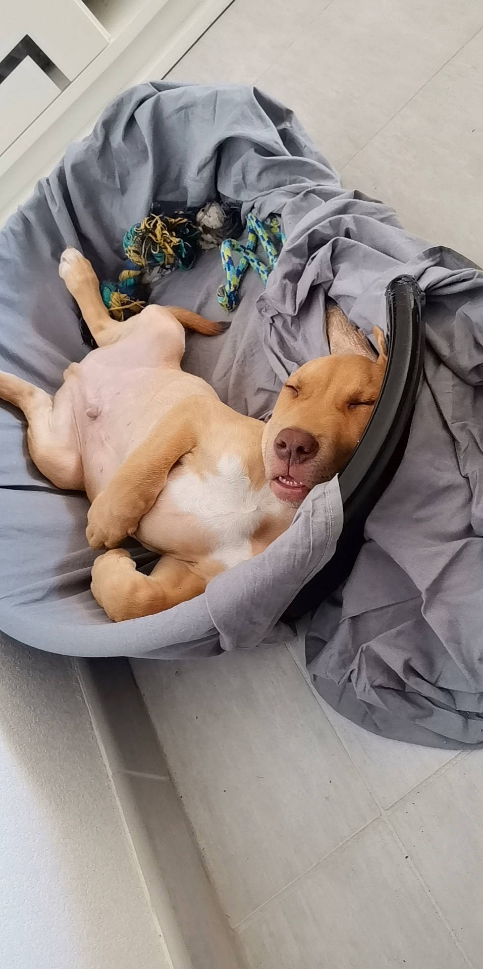 Sparky a rejoint le concours — aidez-le/la à gagner de superbes lots ! abdomen, baby_products, barechested, bedding, canidae, carnivore, chest, comfort, companion_dog, dog_breed, fawn, felidae, fur, linens, nap, paw, shorts, sitting, sleep, sporting_group