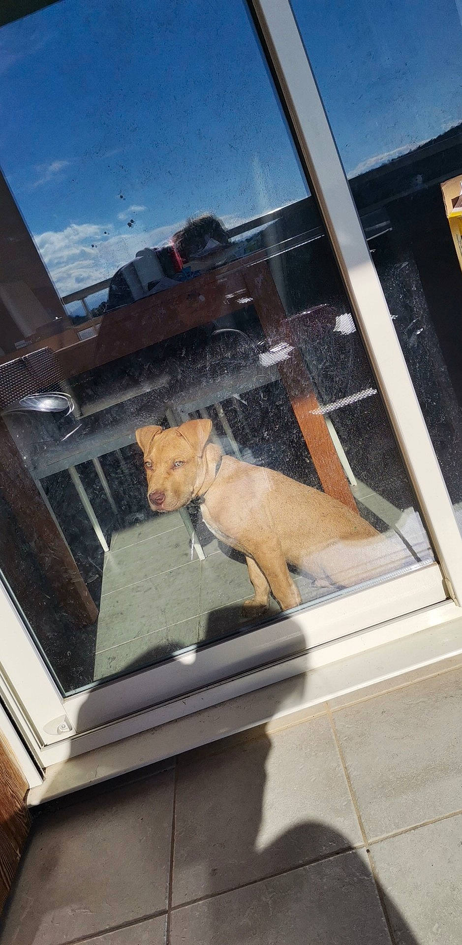 Sparky a rejoint le concours — aidez-le/la à gagner de superbes lots ! auto_part, automotive_exterior, automotive_window_part, canidae, carnivore, companion_dog, dog, dog_breed, fawn, glass, hood, motor_vehicle, sky, snout, sporting_group, vehicle, vehicle_door, window, windscreen_wiper, windshield