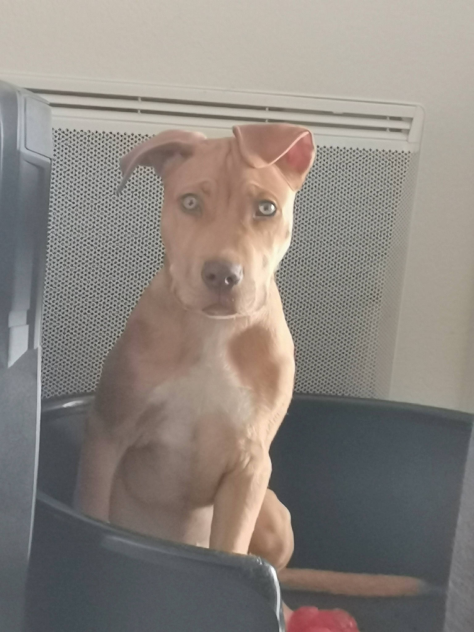 Sparky a rejoint le concours — aidez-le/la à gagner de superbes lots ! abdomen, carnivore, chihuahua, comfort, companion_dog, dog, dog_breed, ear, fawn, felidae, flooring, fur, paw, snout, sporting_group, tail, toy_dog, trunk, whiskers, working_animal