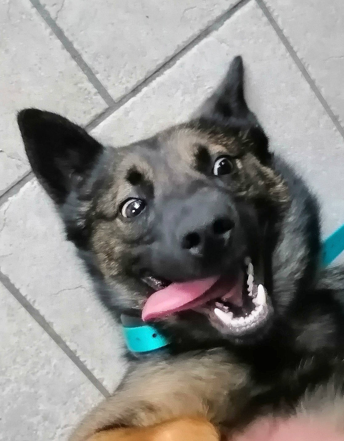 Rolex a rejoint le concours — aidez-le/la à gagner de superbes lots ! ancient_dog_breeds, canidae, canis, carnivore, collar, companion_dog, dog, dog_breed, dog_collar, east_european_shepherd, electric_blue, fur, german_shepherd_dog, guard_dog, herding_dog, snout, sporting_group, whiskers, working_animal, working_dog